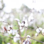 Cotton Branch at Boone Hall