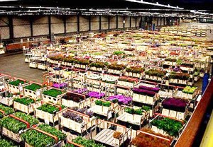 Largest-building-Aalsmeer-Flower-Auction