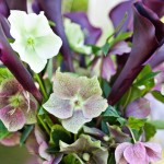 calla lily and hellebore bouquet